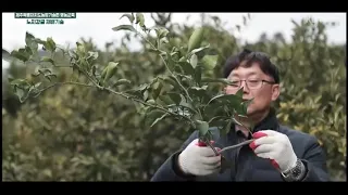 농업기술원노지감귤편