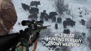 Охота на кабана в снежную погоду