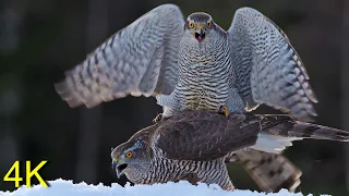 Habicht Finnland im Winter -- Goshawk Finland in Winter 2024 1 1