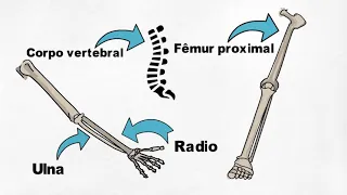 A Fisiologia explica: Osteoporose (por Francielle Braz)