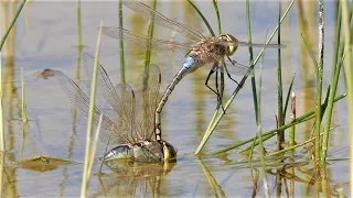 Frosch greift Libellen an / Frog attacking dragonflies