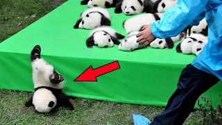 Sie versuchten, 11 Pandas dazu zu bringen, stillzusitzen! Sieh, was dabei herauskam
