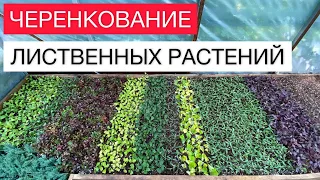 Как черенковать лиственные растения?