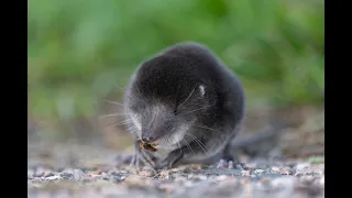 Winterwatch Water Shrew