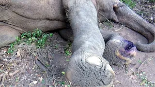 Helping hand to elephant suffering from festering wound in the foot