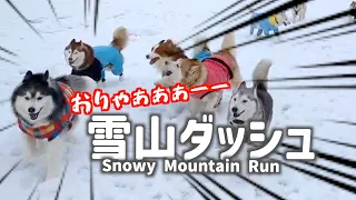 Running Through the Snowy Mountains! Enjoy the Fun Snow Play of Huskies & Australian Shepherds!