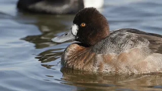 Wintering Waterfowl of Oakley Street Beach 4K