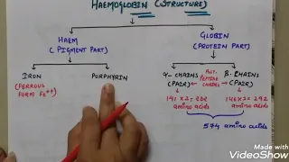 Structure of haemoglobin in hindi | haemoglobin structure in short