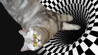 Видят ли кошки оптические иллюзии? Эксперимент. ))