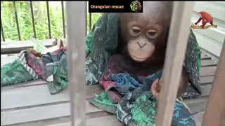 Baby orangutan rescued by local authorities from small cage where it was kept chained as a pet