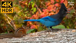 Cat TV for Cats to Watch 😺 Fantastic birds, chipmunks, squirrels in the forest 🐦🐿 8 Hours(4K HDR)