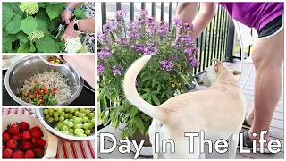 DAY IN THE LIFE |  Summer Kitchen Decor | Homemade Dog Food | Thrifting |Homemakers Daily Life