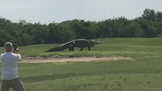 GIANT GATOR WALKS ACROSS GOLF COURSE