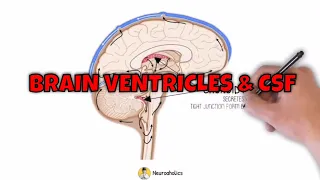 Brain Ventricles and CSF - Ventricular System | Neuroaholics