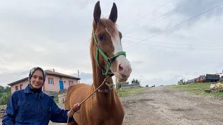 HAYALLERİM GERÇEK OLDU İSTEDİĞİM ATI ALDIM💕BU AT ÇOK BÜYÜK 😵