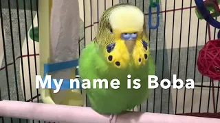 My Name is Boba, the Talking Parakeet!