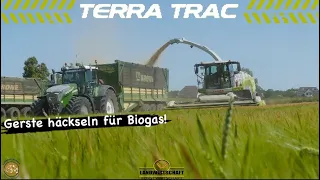 Gerste häckseln für Biogas! Agrarservise-MV 400ha GPS Claas Jaguar 990 Terra Trac & Fendt Traktoren