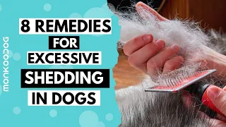 Reasons of  HAIR SHEDDING in dogs . How to STOP Excess Shedding in dogs || Monkoodog