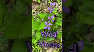 Mother's Day #Wildflower Walk! #nature #spring