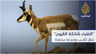 الظباء شائكة القرون.. نظر ثاقب وسرعة مذهلة