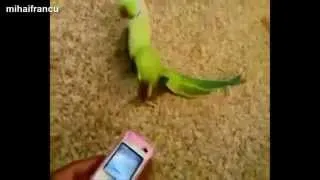 Безумные попугаи зажигают по полной