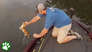 Fisherman catches homeless kittens