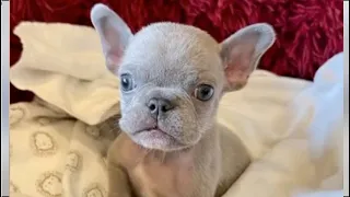 Tiny Frenchie has 5 legs. Is there any chance for him to live a normal life?