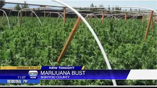 Marijuana plant busts in Siskiyou County