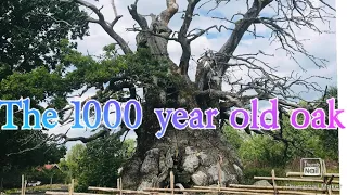 The 1000 year old Kvill oak tree