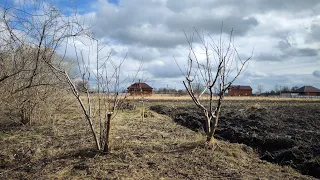 обрезка персика так никто не делает