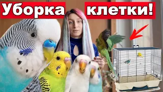 Уборка клетки ВОЛНИСТОГО ПОПУГАЯ! Как и чем мыть клетку попугая, вещи птички и пол у стенда