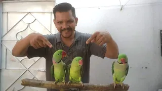 Talking Parrot Male aur Female Mein Zada Achi Talking Kon Karta Hai - PBI Official