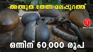 അത്ഭുത തേങ്ങ മലപ്പുറത്ത് | Coco de mer | METRO POST