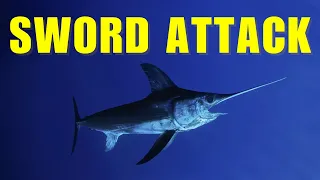 Swordfish Facts YOU Didn't Know