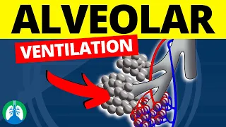 Alveolar Ventilation (Medical Definition) | Quick Explanation