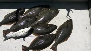 San Francisco Bay Halibut - WIDE OPEN BITE