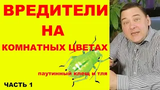 Вредители на комнатных растениях. Как избавиться на 100%. [Часть первая: паутинный клещ и тля]