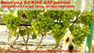 Виноград БОЖИЙ ДАР  огромные грозди  от 1 кг до трех, приятный вкус и высокая устойчивость (Пузенко)