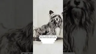 Шотландский Хатико - трогательная история преданной собаки Бобби