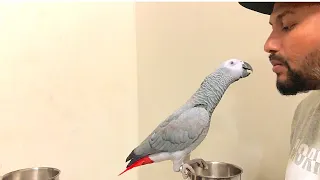 Smokey ❤️  Learns To Kiss | Training African Grey | Malayalam Talking African Grey