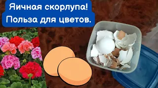 Яичная скорлупа. Удобрение для цветов.#пеларгония #удобрение #цветы #советы #герань #домашниецветы