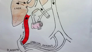 Foetal Circulation in a minute.