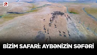 Bizim safari: Aybənizin səfəri - Safari Parkdan xüsusi reportaj…