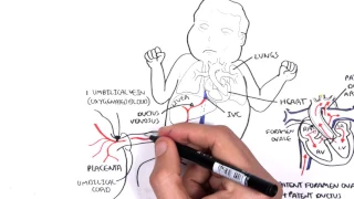 Foetal (Fetal) Circulation