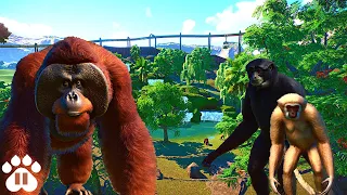 Orangutans, Siamangs & Gibbons Share a Habitat | Eco-Zoo | Planet Zoo Franchise Mode Ep33