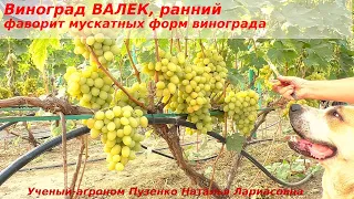 Виноград ВАЛЕК - лидер муската, ранний срок созревания, плотная мякоть, съедаемая кожица (Пузенко)