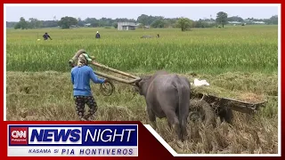 Ilang magsasaka sa Pangasinan sinimulan na mag-ani ng palay | News Night