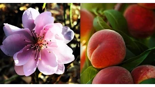How to Plant a Peach Tree