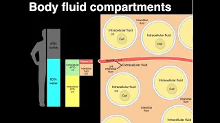 Body fluid compartments