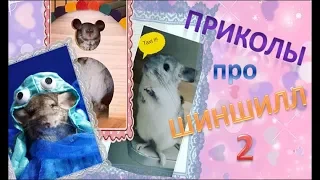 Лучшие приколы про ШИНШИЛЛ! Смешные ШИНШИЛЛЫ! Funny chinchillas❤#2